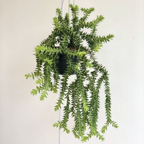 観葉植物:フペルジア ゴエベリー*吊り鉢 : 遊恵盆栽 Yahoo!店 - 通販