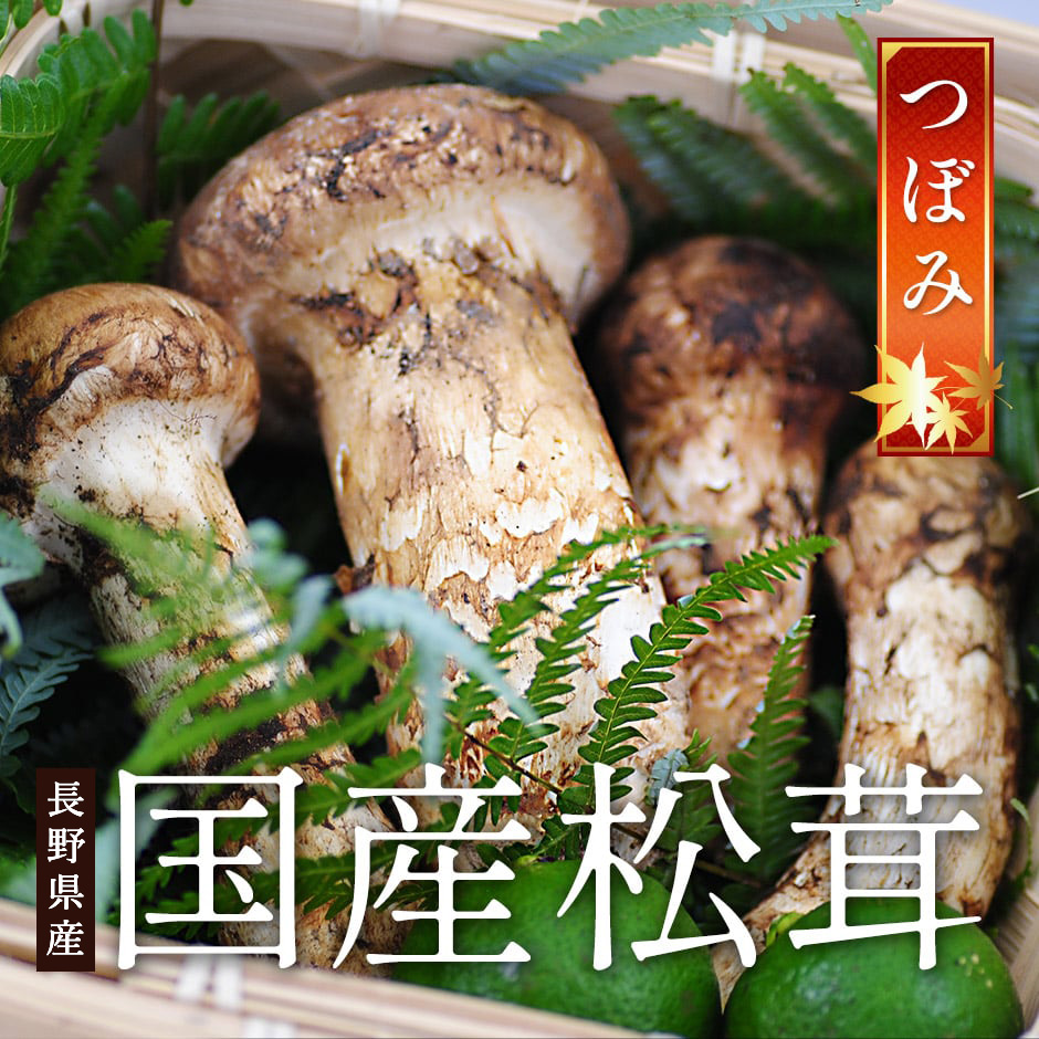 2026年9月以降分予約 分予約 松茸 国産 中つぼみ(半開き) 約500g