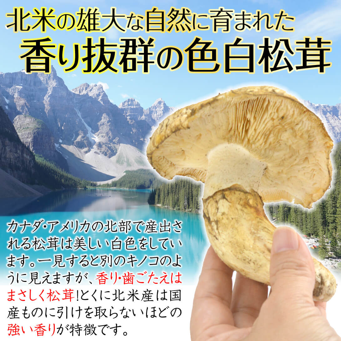 松茸 約500g 北米産 冷蔵便 ご家庭用 送料無料 食品 : 花と緑 国華園