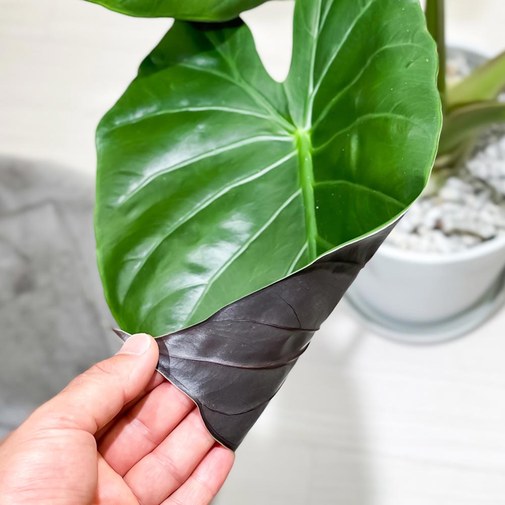 PLANCHU 観葉植物 アロカシア ウェンティー 8号鉢 受け皿付き 育て方