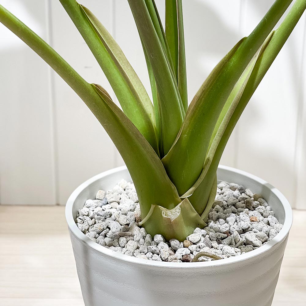 PLANCHU 観葉植物 アロカシア ウェンティー 8号鉢 受け皿付き 育て方