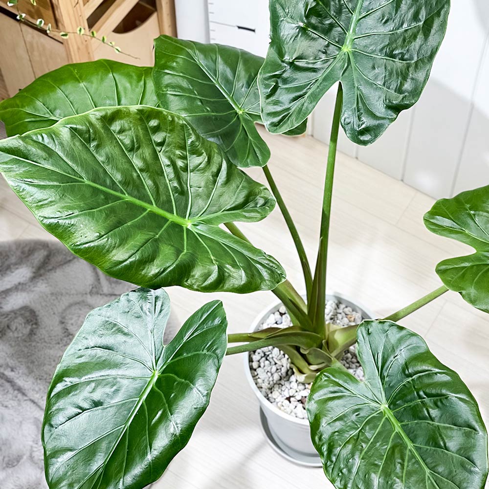 PLANCHU 観葉植物 アロカシア ウェンティー 8号鉢 受け皿付き 育て方