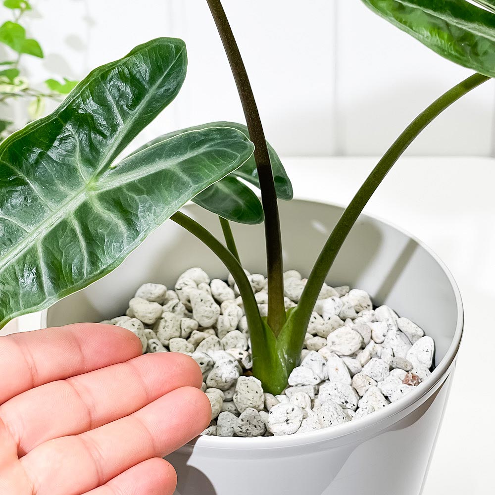 PLANCHU 観葉植物 アロカシア ロンギロバ 5号鉢 受け皿付き 育て方説明