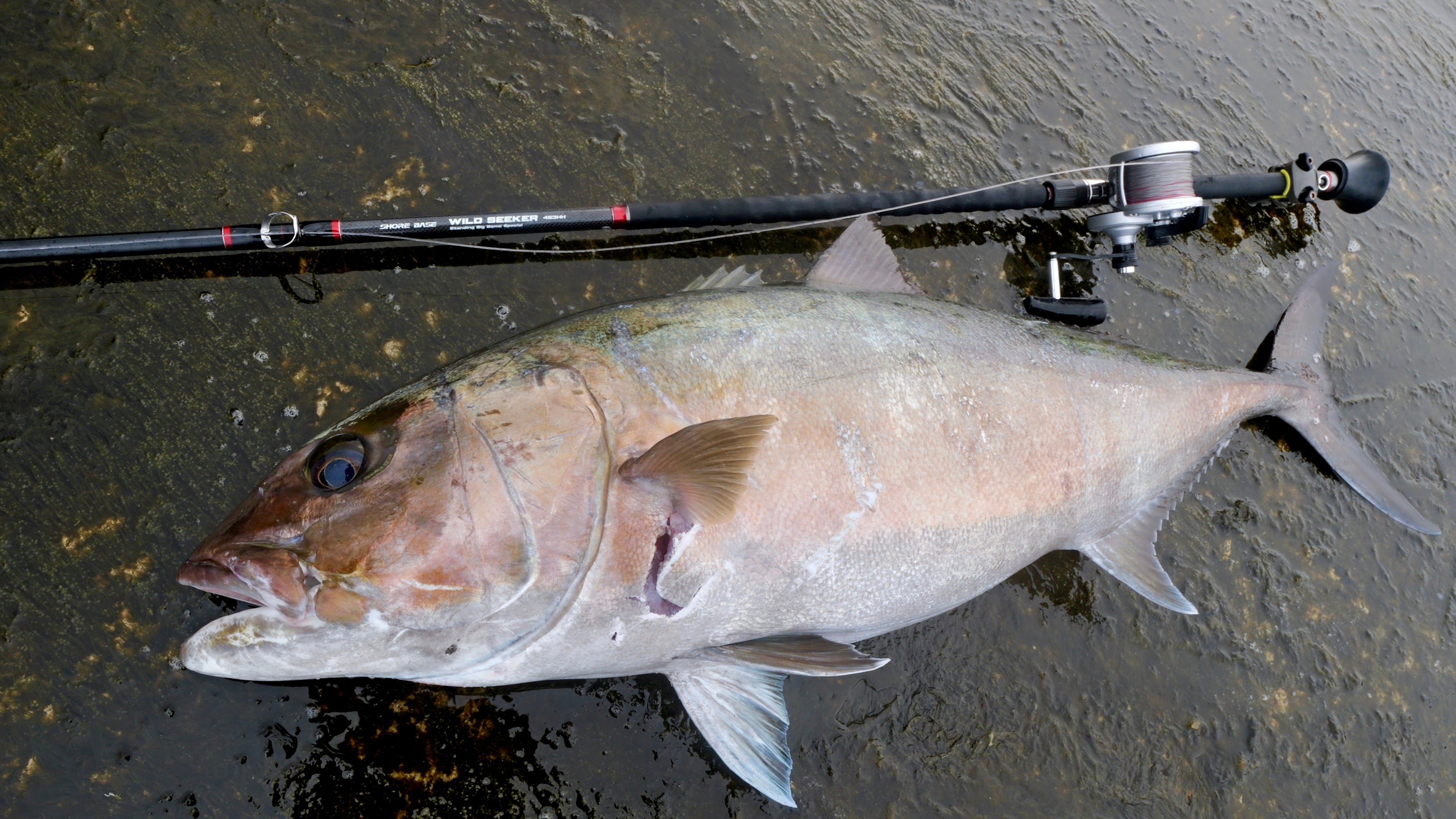 WILD SEEKER 453HH (ワイルドシーカー453HH)