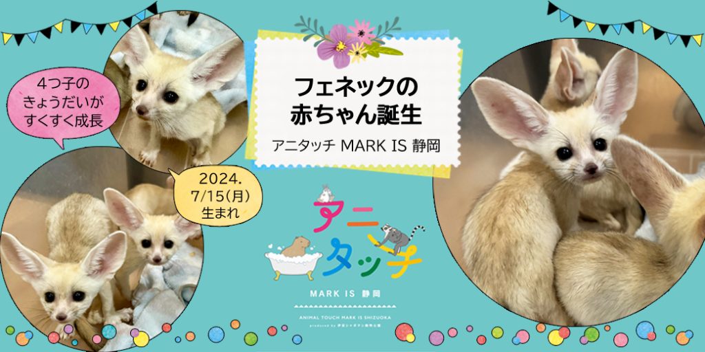 アニタッチ初！フェネックの赤ちゃん誕生！！ 「アニタッチ MARK IS