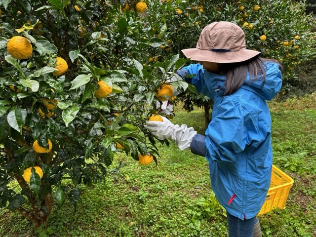 満員御礼！「柚子のまち」益田市美都町でゆず収穫のお手伝いプログラム