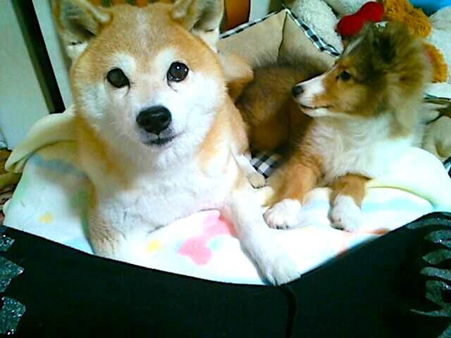 取材】「ええあんばい」で17歳に。オーナーも犬も頑張りすぎないのが