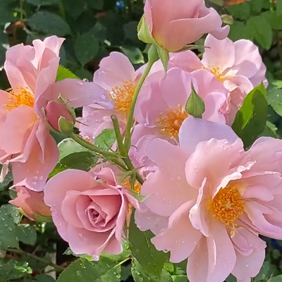 ミセス アイリス クロウ｜バラ苗の通販の篠宮バラ園