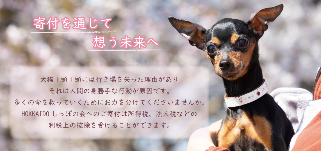 犬猫新しい飼い主（里親）募集 認定NPO法人HOKKAIDOしっぽの会