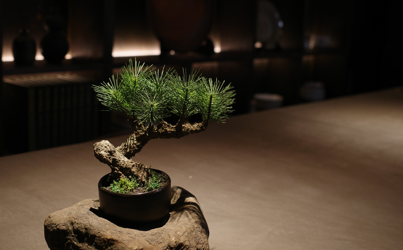 About - Modern Bonsai（フェイク盆栽） – Shirabe
