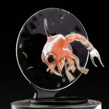 ミクロコスモス～プランクトン大全～ | 博物と古物の奇妙な雑貨店