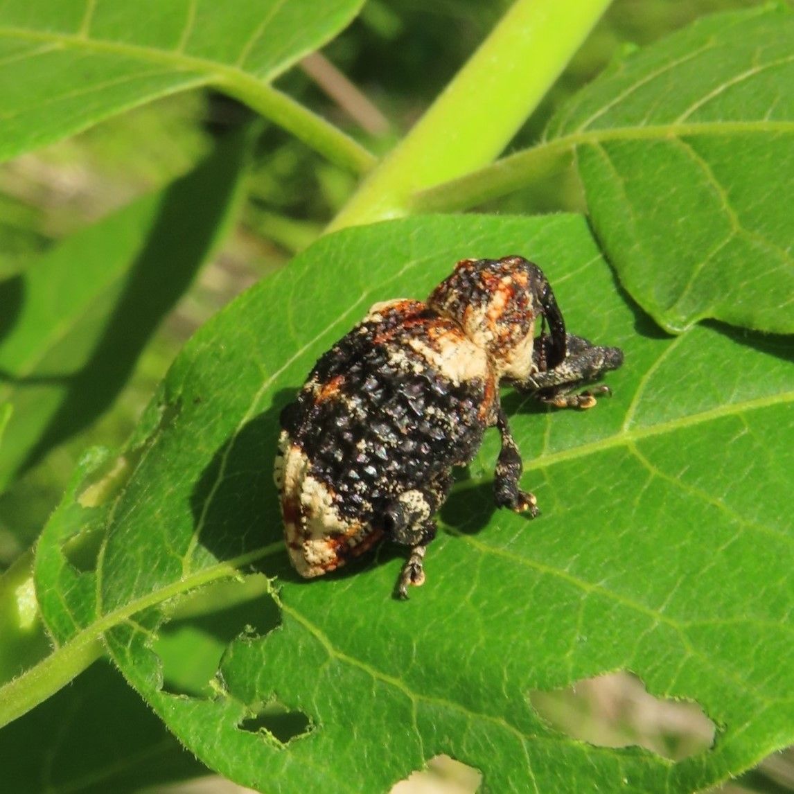 上三川で国内初確認のゾウムシ発見 中国原産の一種か 発見者は小学生