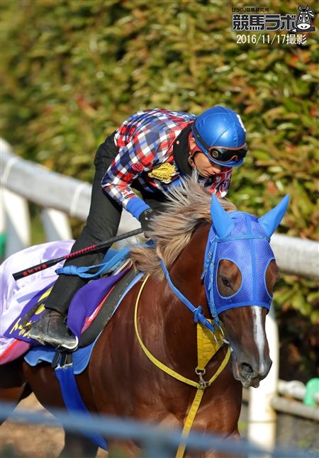 トーホウジャッカル - Toho Jackal - 競走馬データベース | 競馬ラボ