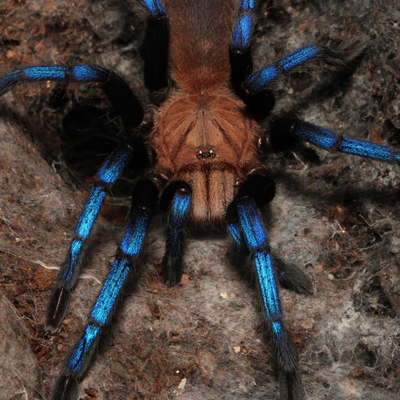 Tarantulas – Tagged 