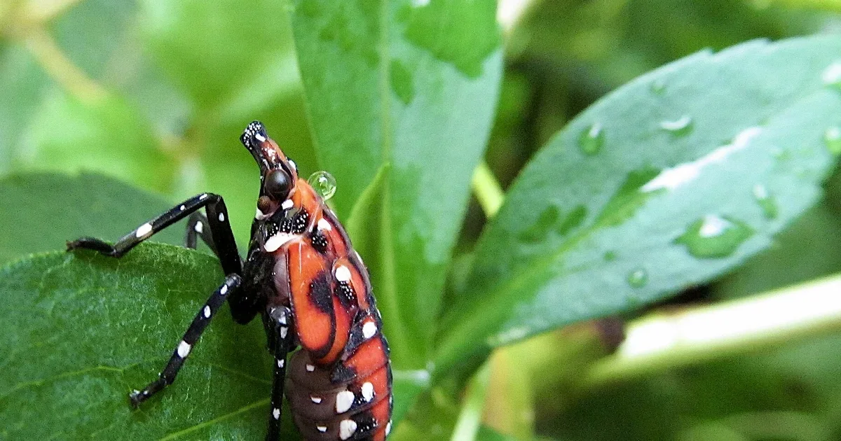 Stopping the Stomp: Reconsidering the Campaign Against the Spotted