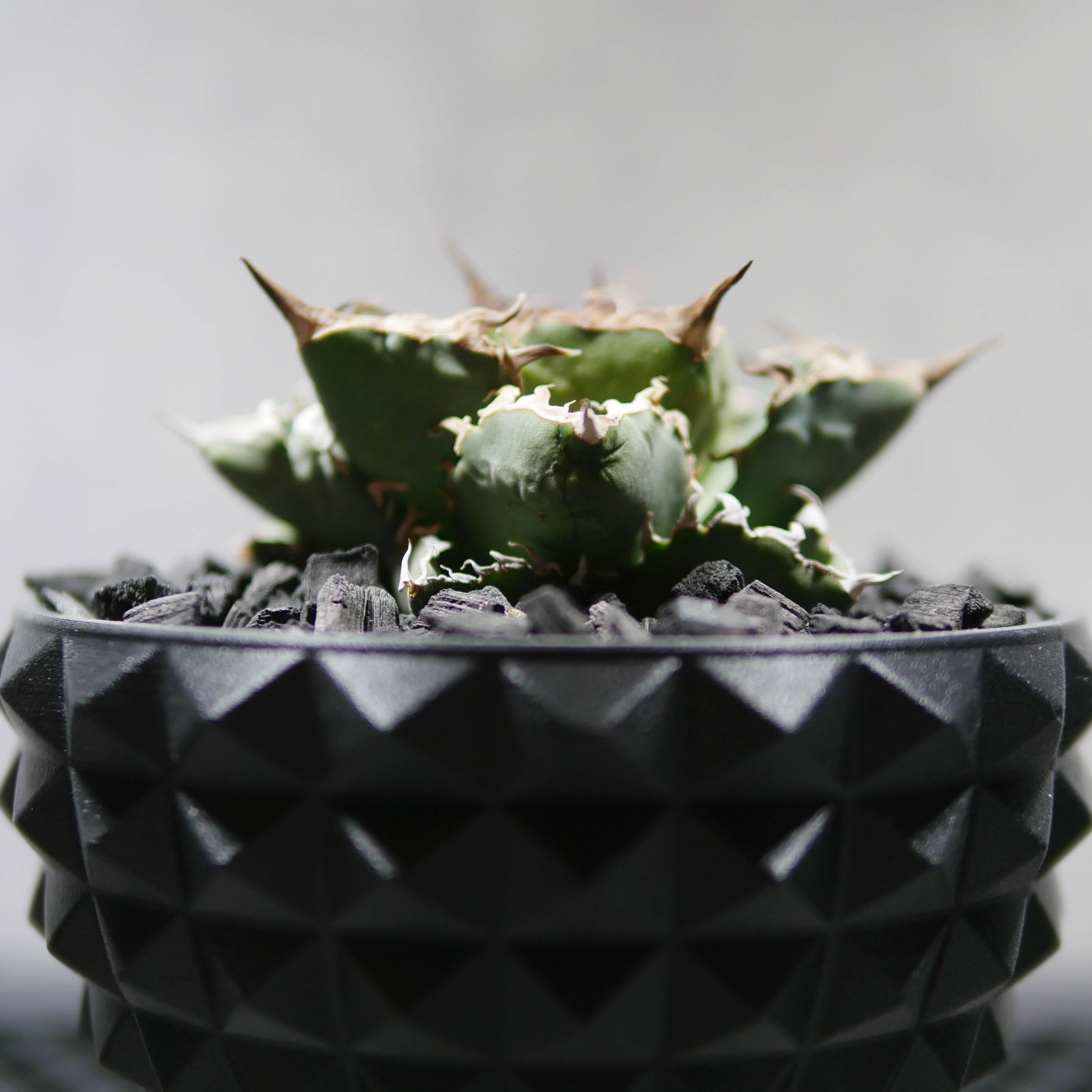 アガベ チタノタ シーザー POT STUD SIZE M（4号サイズ鉢）＋ SLIT