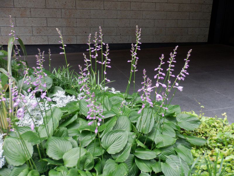 ギボウシ | Hosta hybrids | かぎけん花図鑑