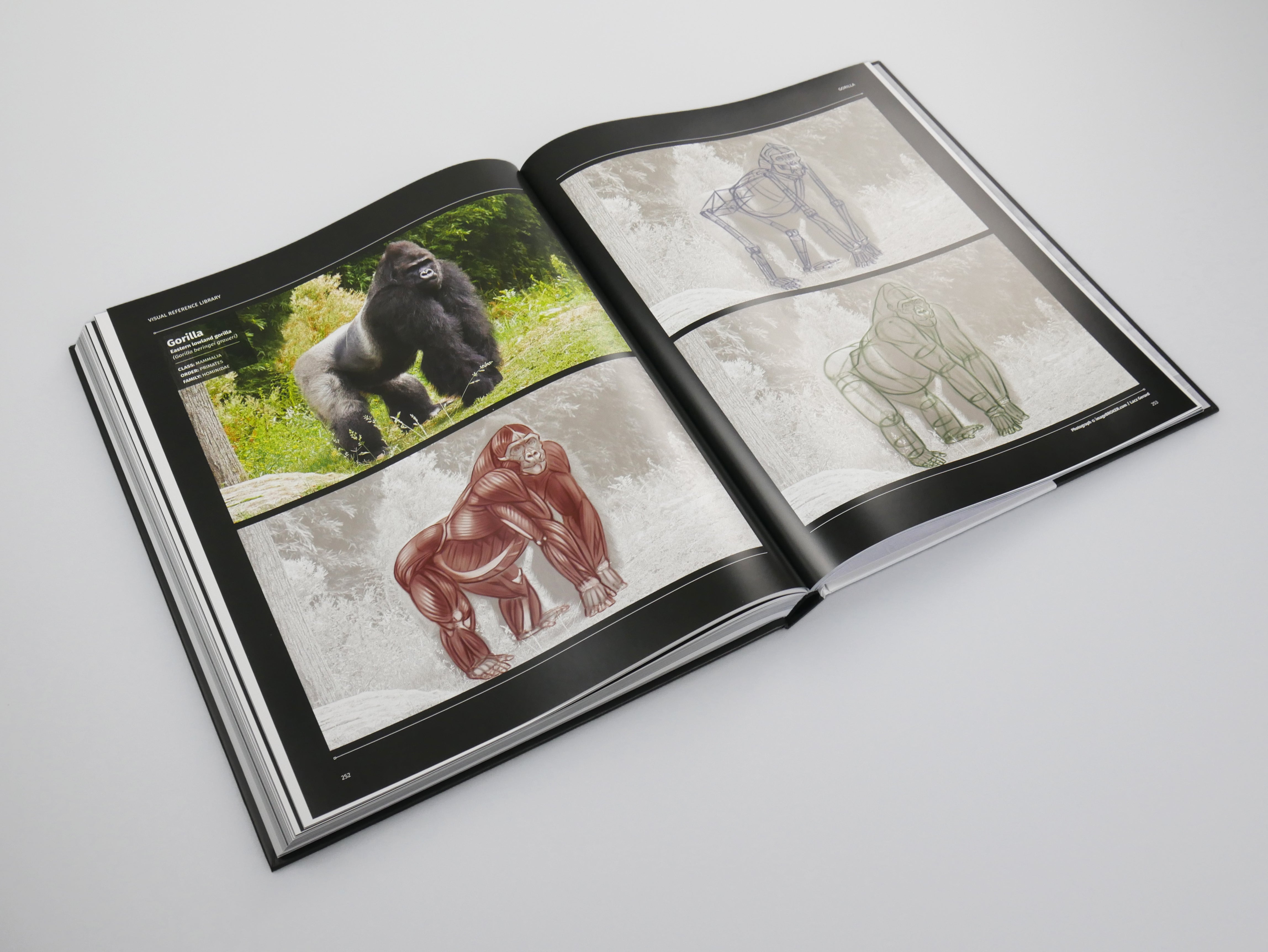 Animal Anatomy for Artists: A visual guide to the animal form