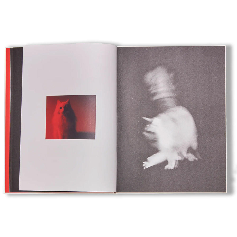 A is for Ant (Book 1) by Jack Davison（ジャック・デイヴィソン