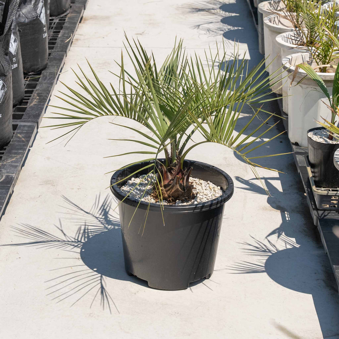 ココスヤシ-小 – ANOTHER PLANTS