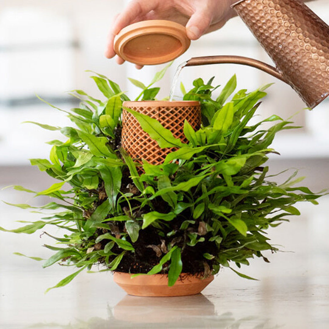 tevaplanter（テバプランター）】正規販売店｜水だけで育てる観葉植物