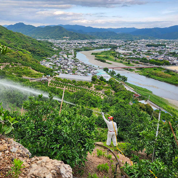 極上のみかんを丁寧に搾った直球ジュース 720㎖【和歌山県有田産