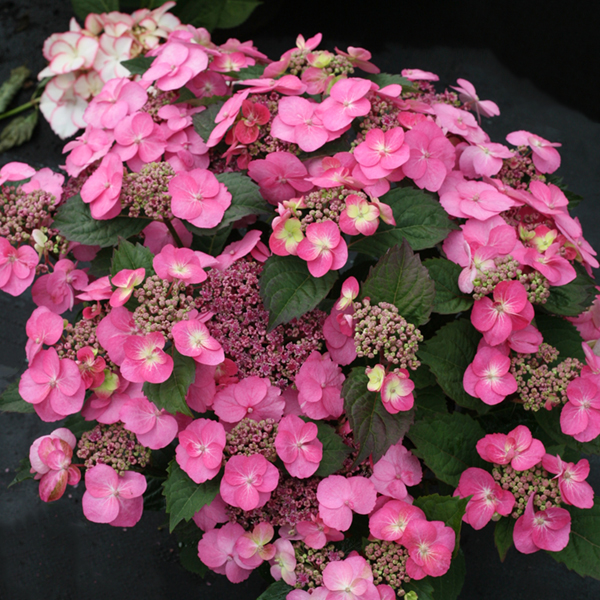 PW公式オンラインストア / 【通常商品】ヤマアジサイ タフスタッフ