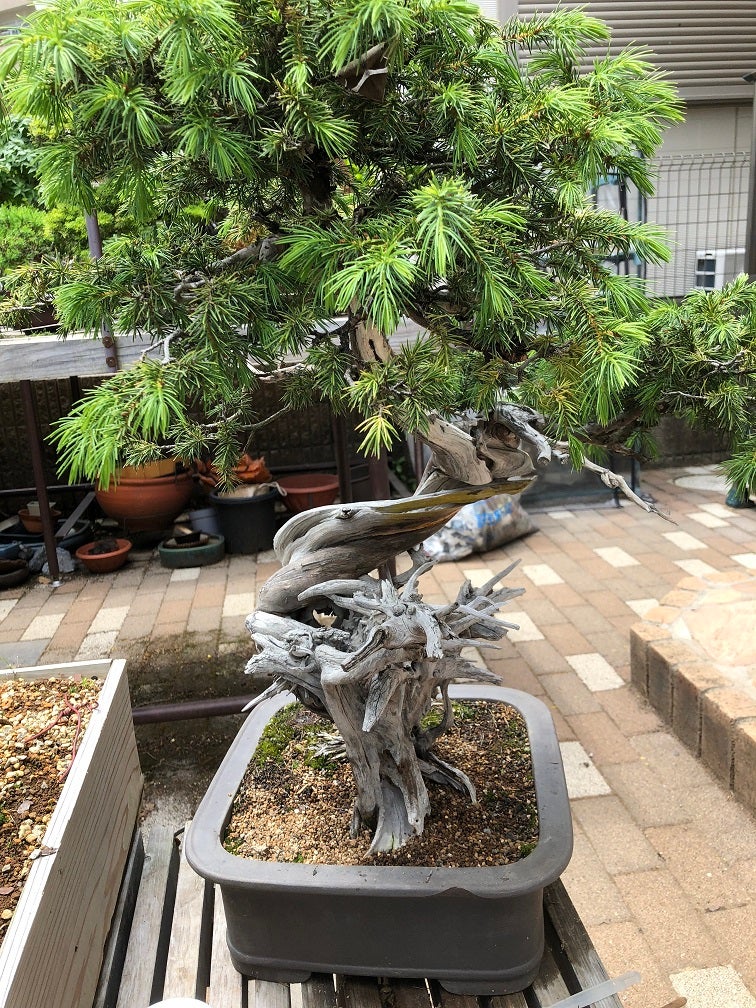 杜松幹曲げ2 | Vintage Bonsai 〜盆栽＆北欧ヴィンテージ〜