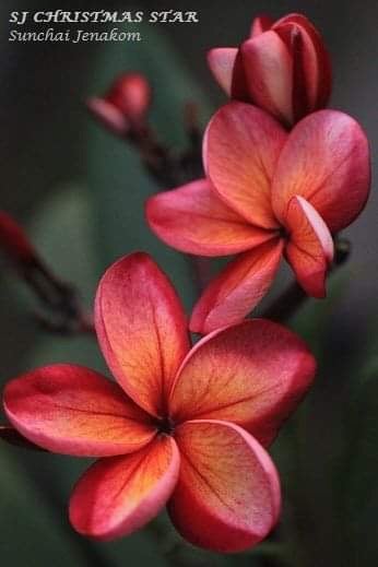 2019年注目の新品種プルメリアたち】色彩の進歩が凄まじいニュー