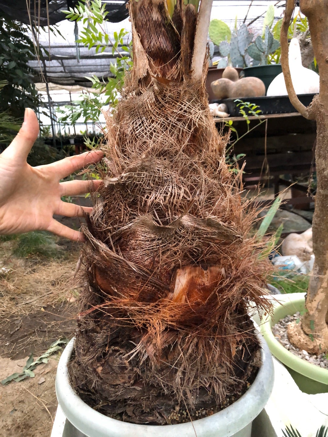 ココスヤシの鉢上げも来春に持ち越しです。 | コタブロ日記 多肉植物