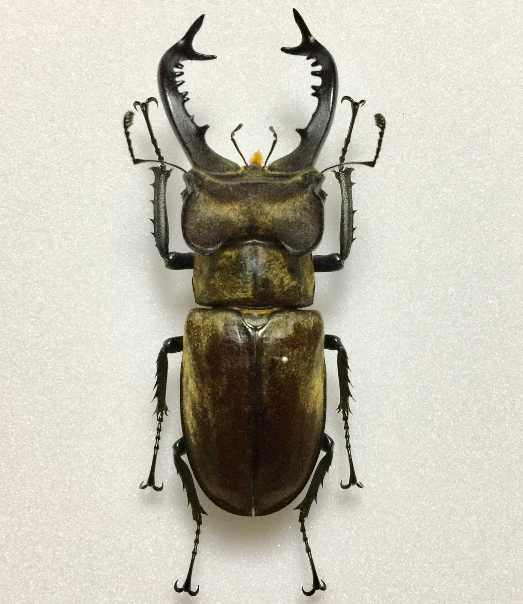 タカサゴミヤマ | 『独楽・無』