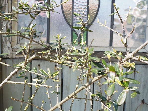 斑入りオリーブも春のお目覚め | ブログ版Olive&SucculentGarden
