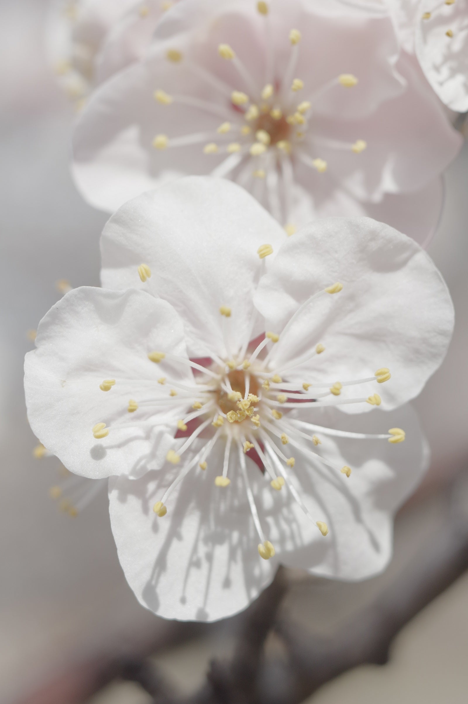 しばらく外に行くのは我慢して、、- Macro Takumar 50mm F4 | はなはな