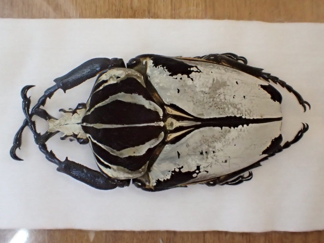 ゴライアス(ゴライアスオオツノハナムグリ)の脂抜き | 京の虫処 京虫庵