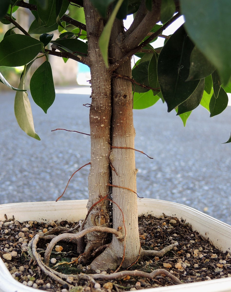 2021年8月、挿し木から3本仕立てのガジュマル その2 7年目の観葉植物