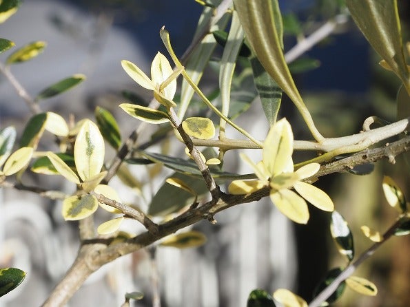 斑入りオリーブの挿し木苗の愛おしい生長 | ブログ版Olive&SucculentGarden