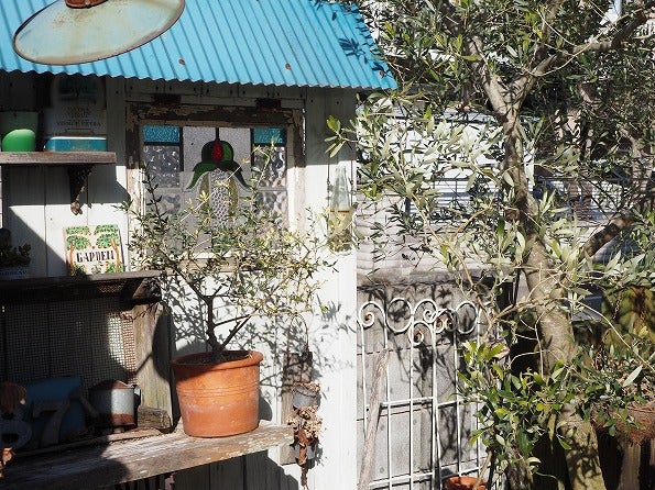 斑入りオリーブの挿し木苗の愛おしい生長 | ブログ版Olive&SucculentGarden