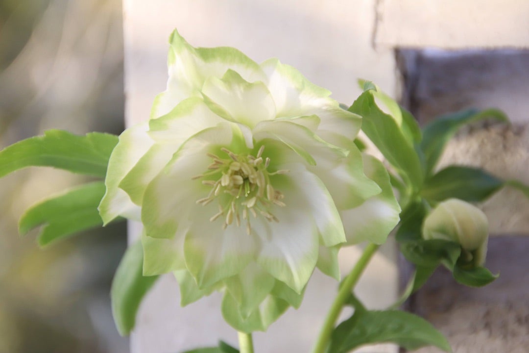 曽田園芸さんのクリスマスローズ「利休」21時からカートオープンです