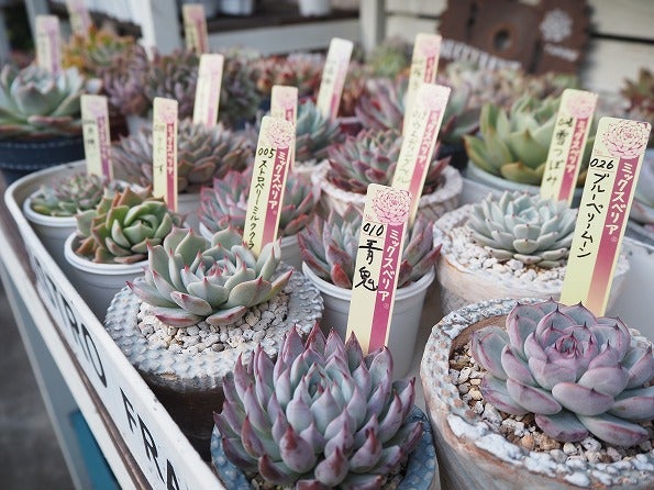 人気ランキング】多肉・韓国苗のおすすめ！おらいさん苗コレクション