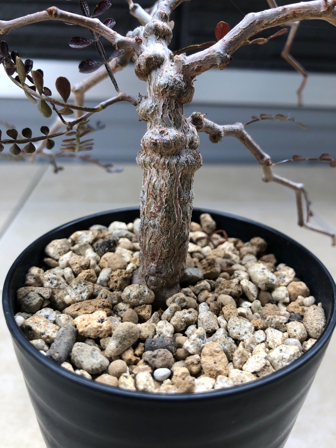 オペルクリカリア パキプス実生株 3年目 | Pachytycedium