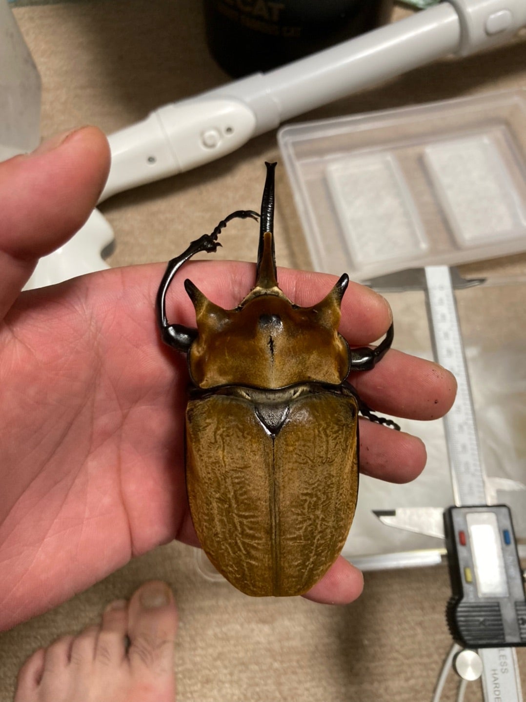 イイジマゾウカブト羽化！ | 【FwooD】昆虫標本専門店 ブログ