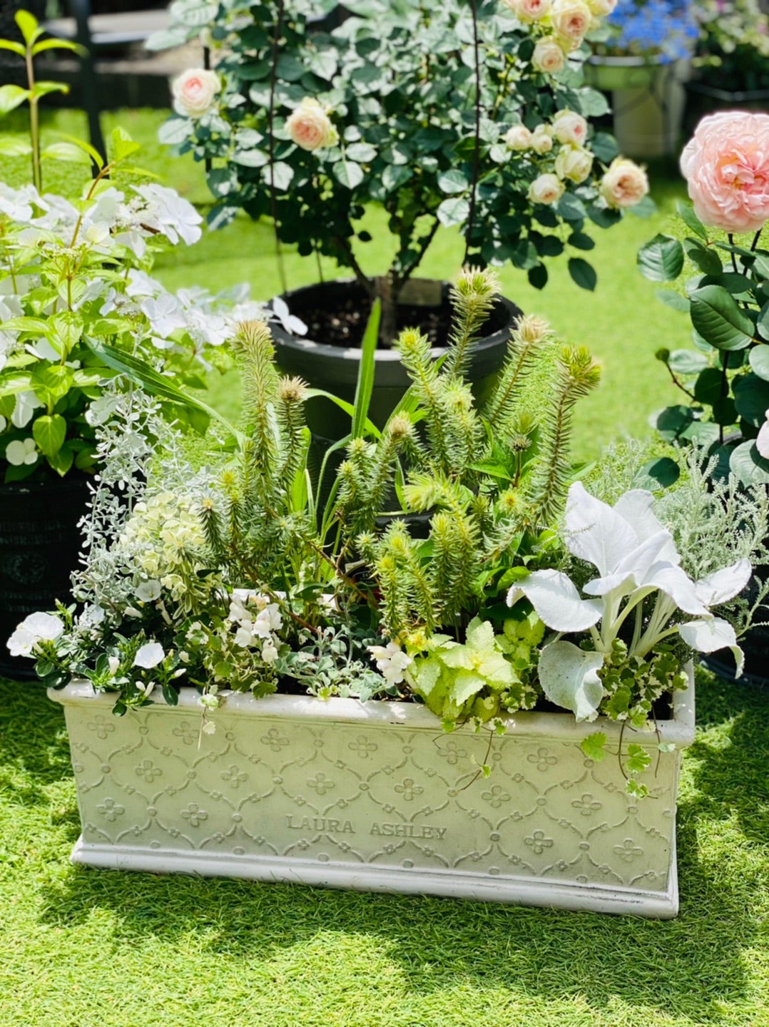 ローラアシュレイの鉢に寄せ植え♪＊ホイップマカロンの水遣りのコツ