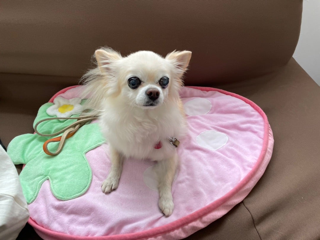 チワワのらんちゃんのキーホルダー | 似顔絵師ぶぶはこのきまぐれブログ