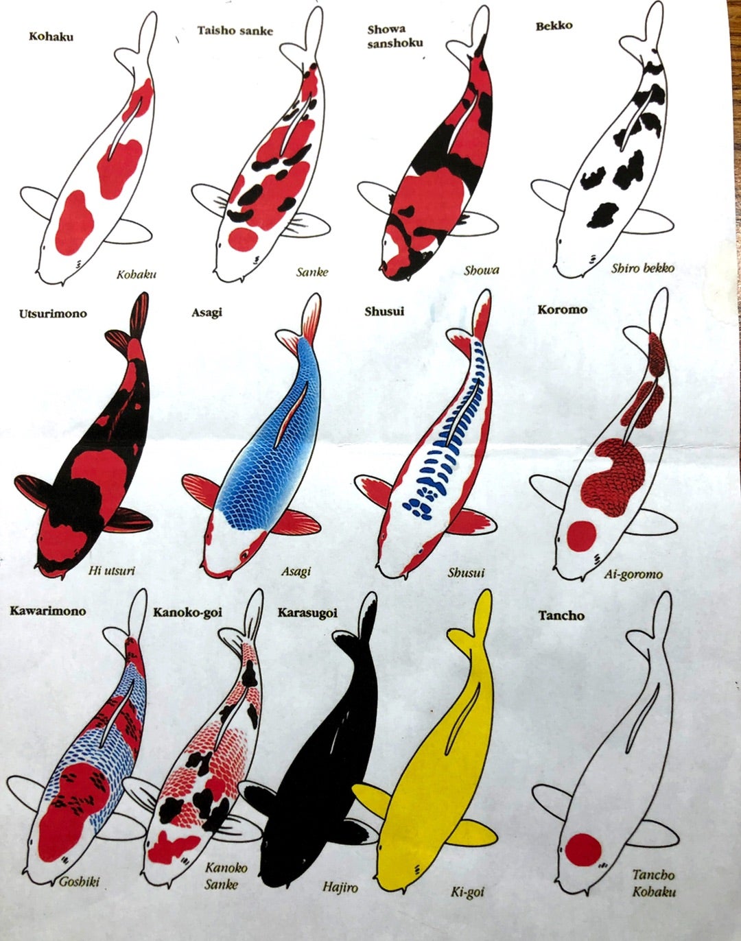 Hawaii. 水彩画 ハワイで人気 錦鯉 | HAWAIIでエンジョイ