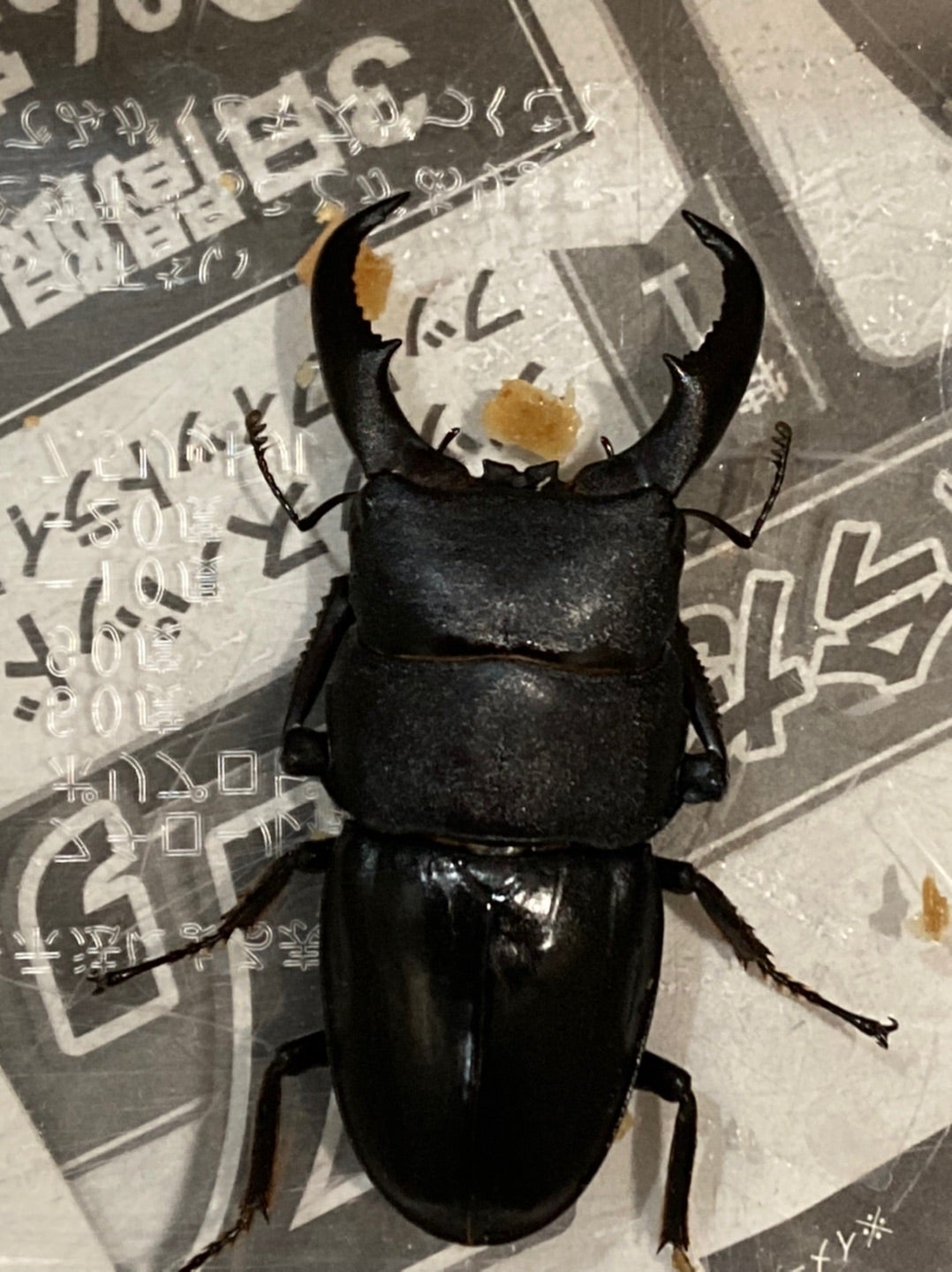 伊平屋島のオキナワヒラタクワガタ | kuwa-ebblog くわえぶろぐ ＜国内