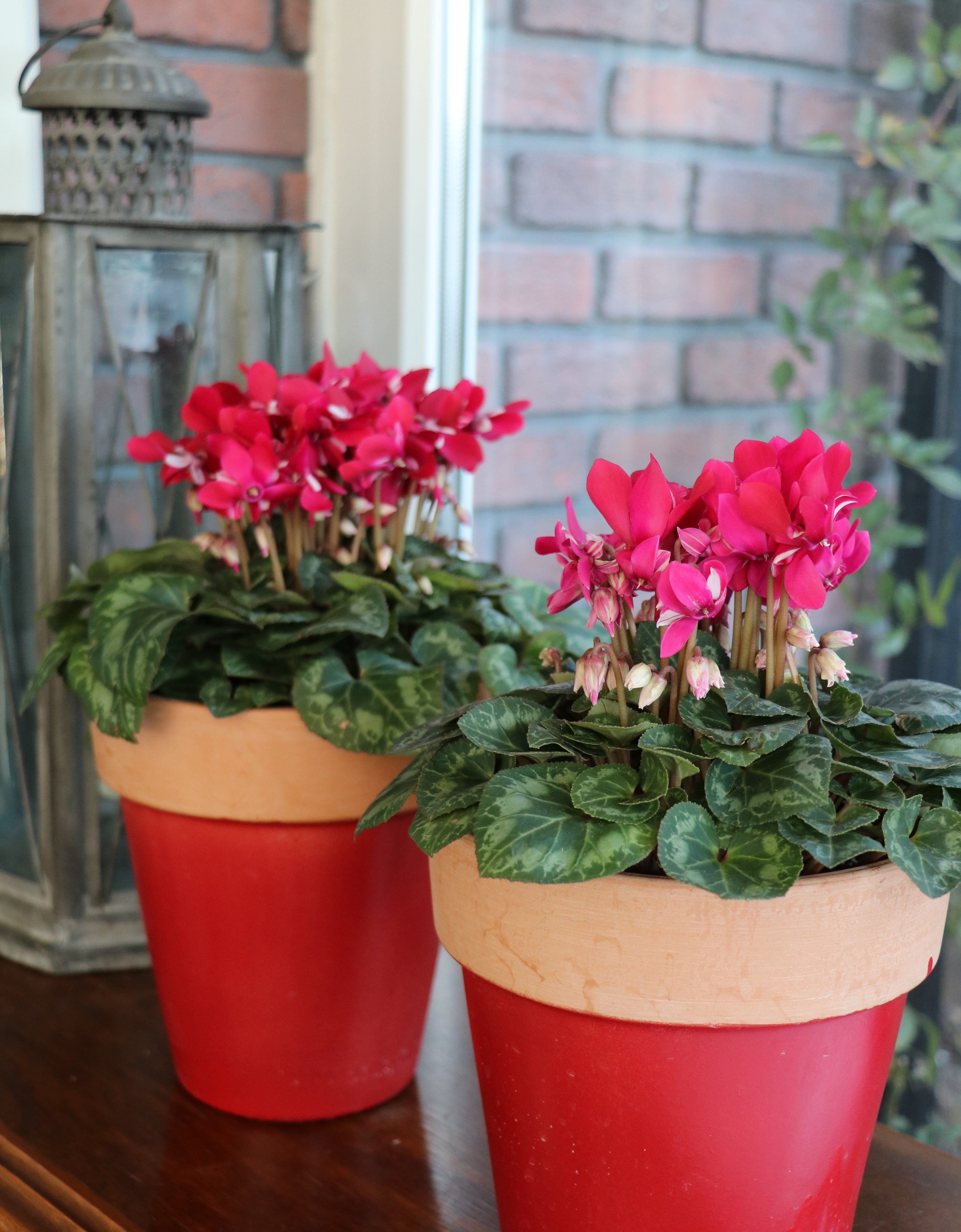 二年目のシクラメンジックス | キヨミのガーデニングブログ 長澤淨美の