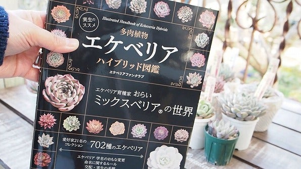 おらいさん苗ミックスベリアコレクション | ブログ版Olive&SucculentGarden