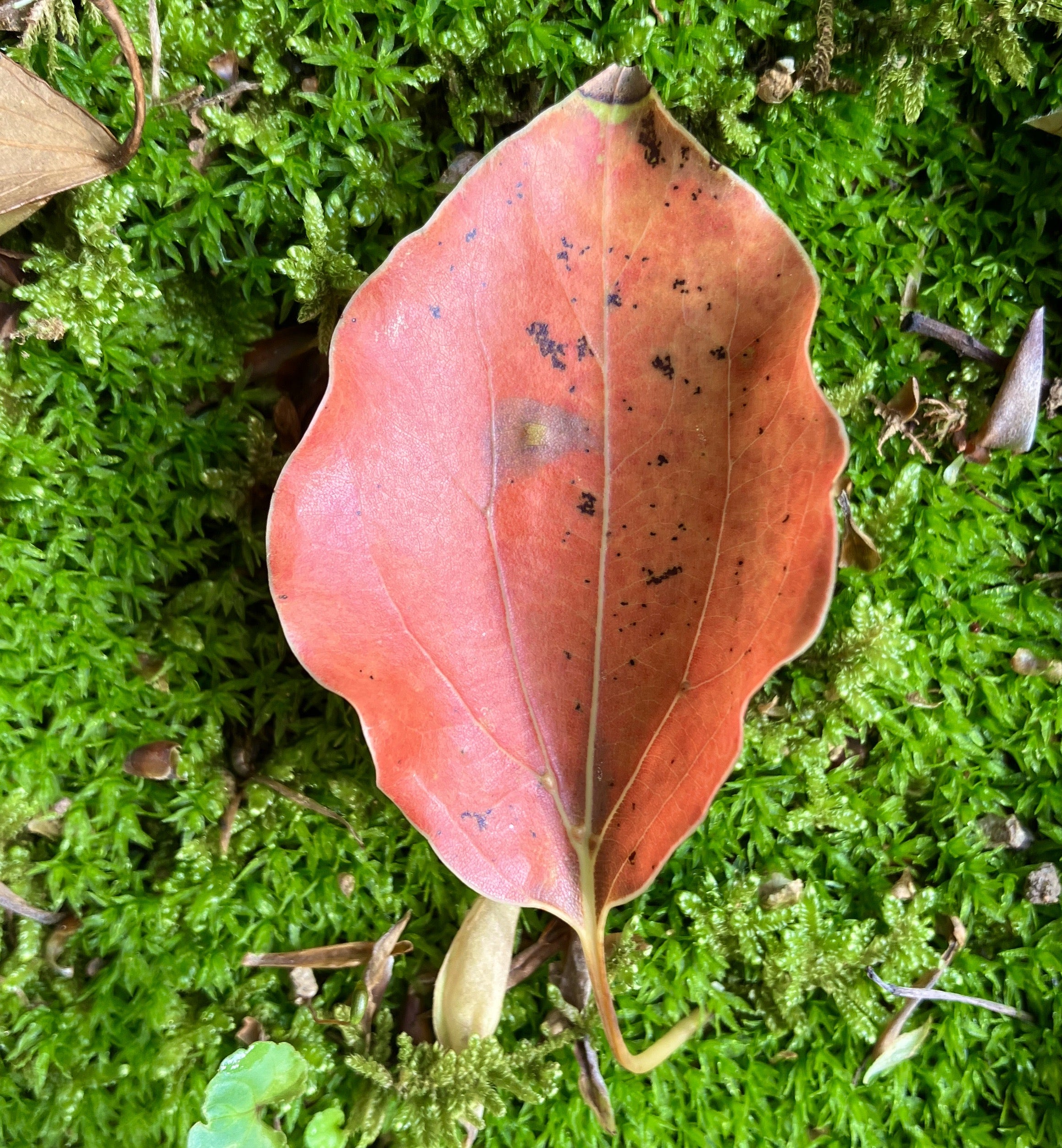 春の落ち葉 クスノキ & アラカシ | 高橋みさ子のブログ