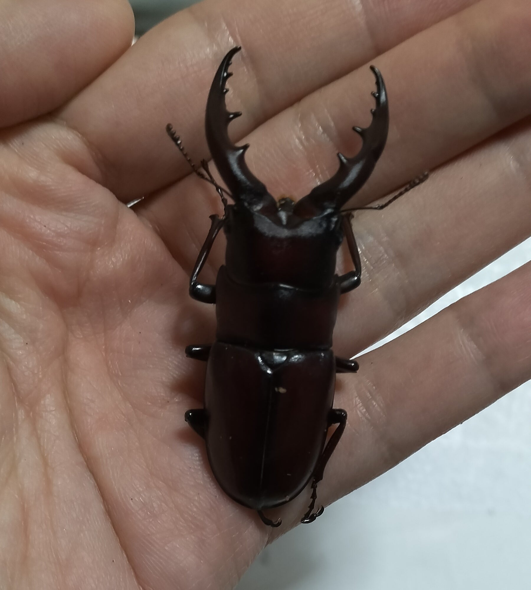 2022年度 ヤエヤマノコギリ（石垣島）飼育記録・結果編 | 筋鍬家