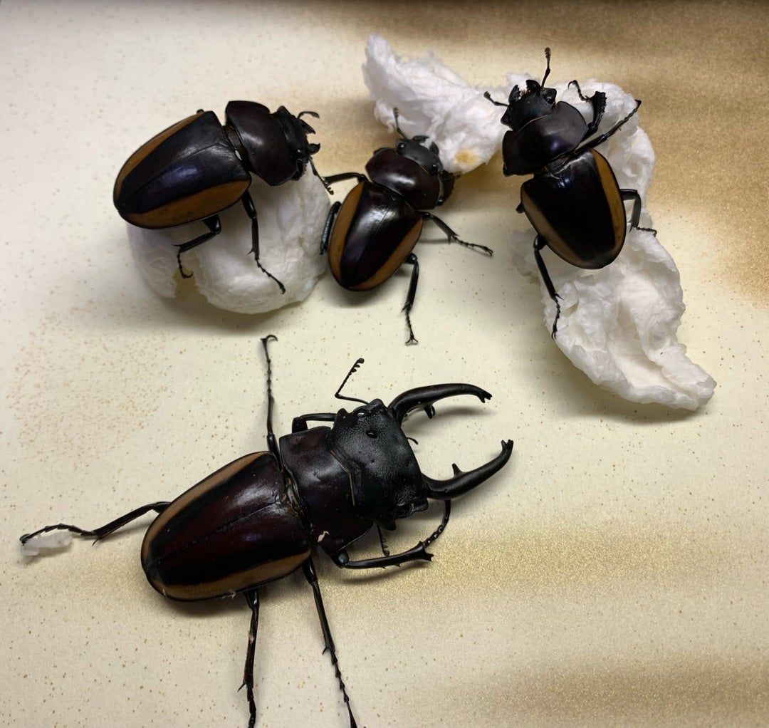 スティーブンスツヤクワガタ(duivenbodei)飼育録 | ガワの飼育・採集日記